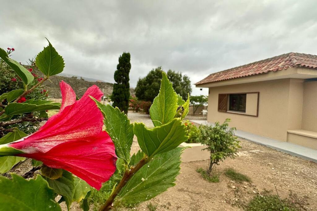 Peaceful Oasis With Magical Sea Views And A Pool Villa Санта Крус де Тенерифе Екстериор снимка
